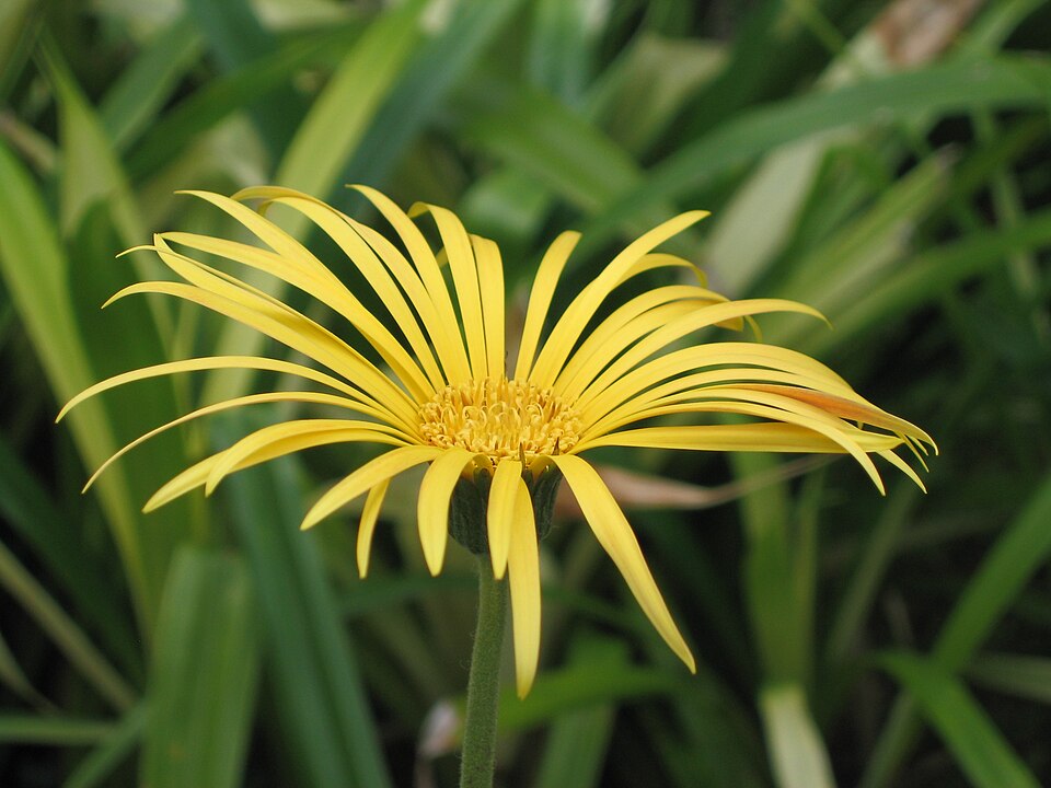 Gerbera Daisy — botanical study