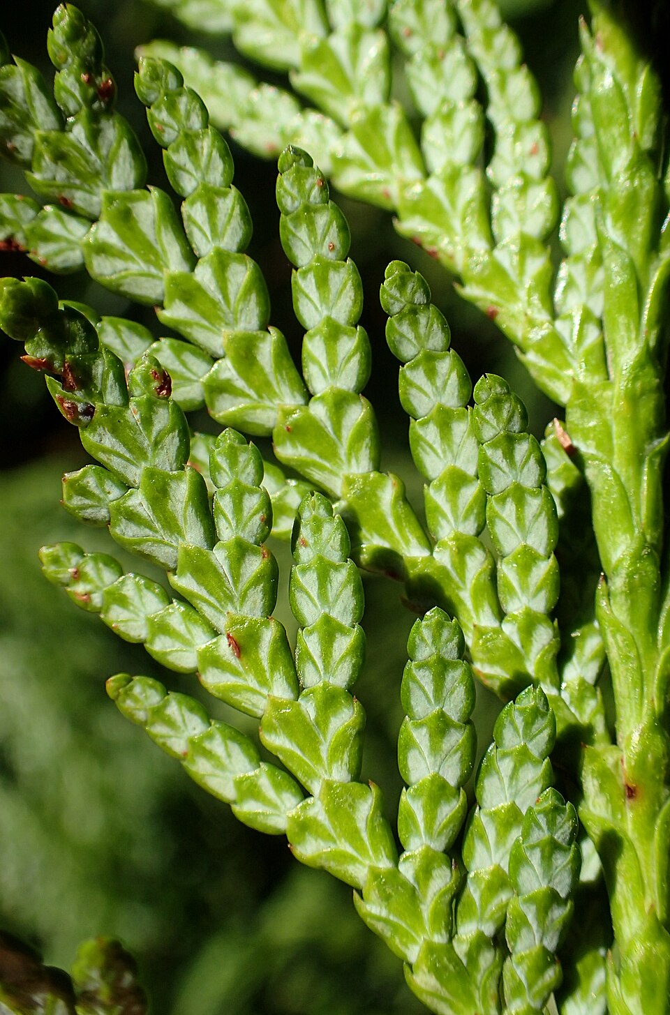 Thuja plicata kz3