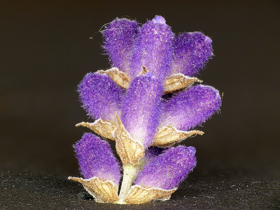 Lavandula angustifolia lavender Lavendel