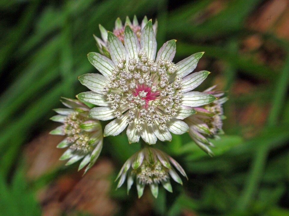 Apiaceae - Astrantia major-2