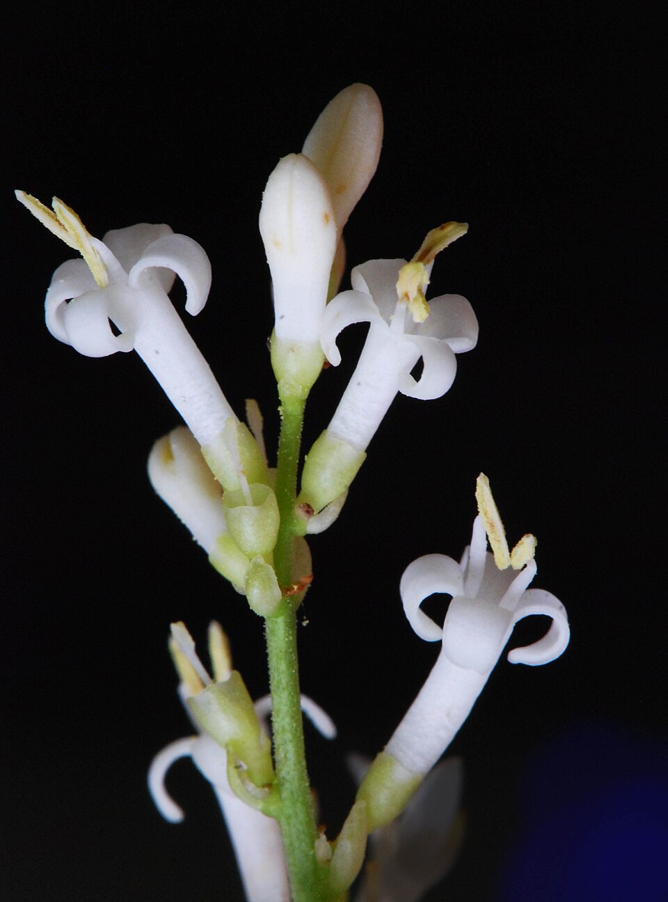 Ligustrum vulgare fleurs0a