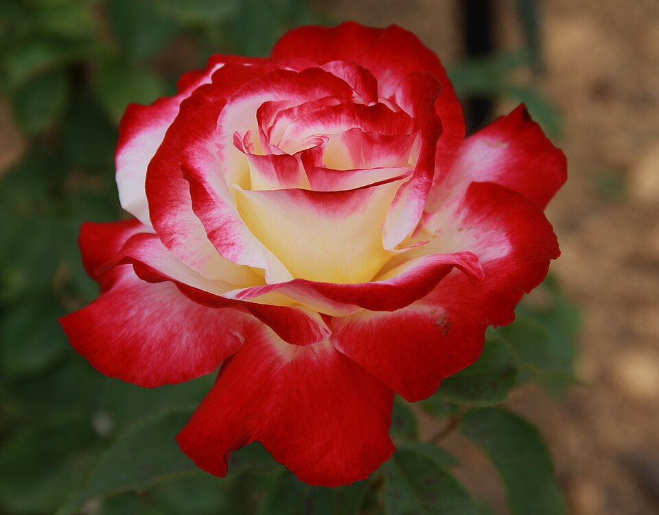 Rosa 'Double Delight'