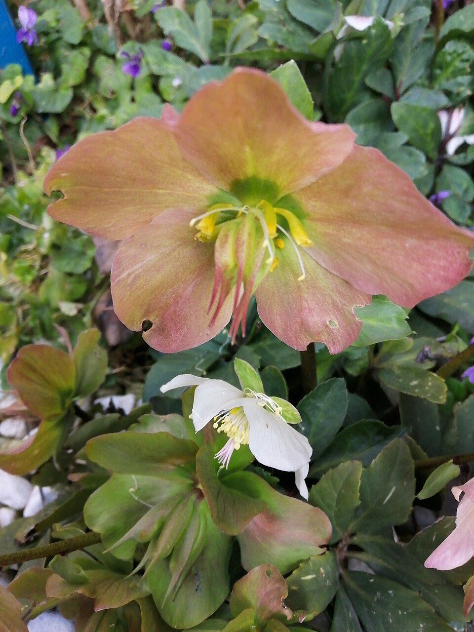 Helleborus (three stages)