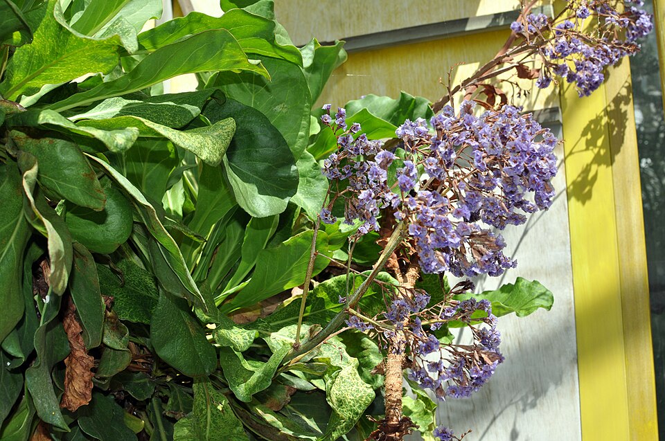 Limonium macrophyllum