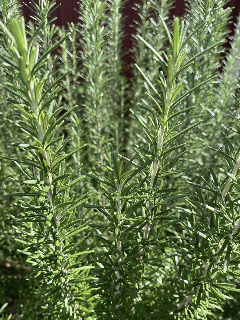 Rosemary Plant