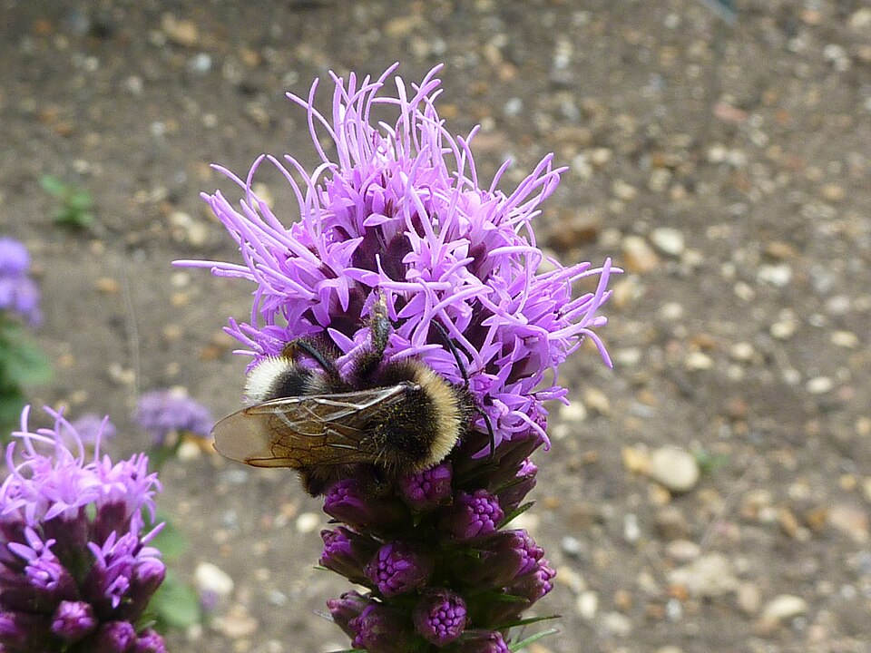 Liatris spicata (Compositae) flowers