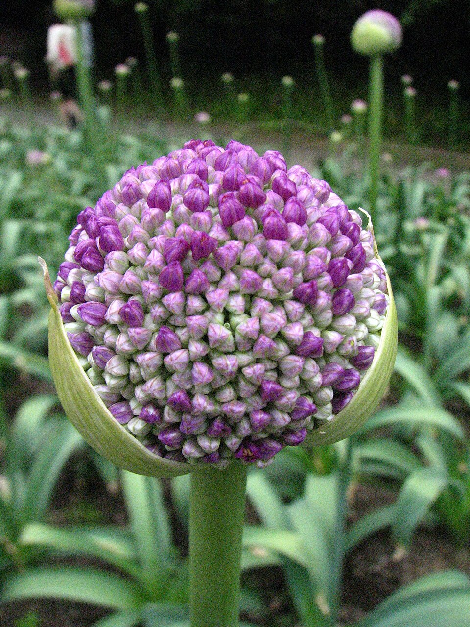 Allium Giganteum