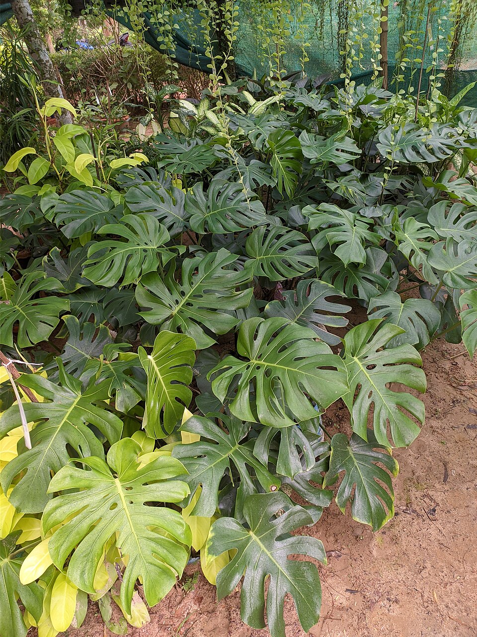Monstera Deliciosa at Cox’s Bazar