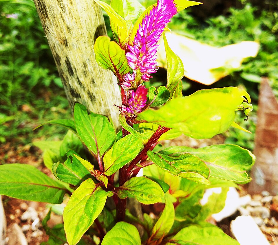 Celosia Cristata