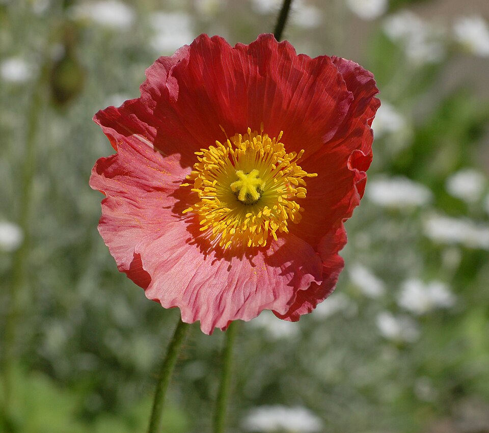 Iceland Poppy Papaver nudicaule 'Champagne Bubbles' Pink Flower