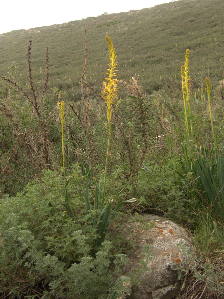 Eremurus alaicus