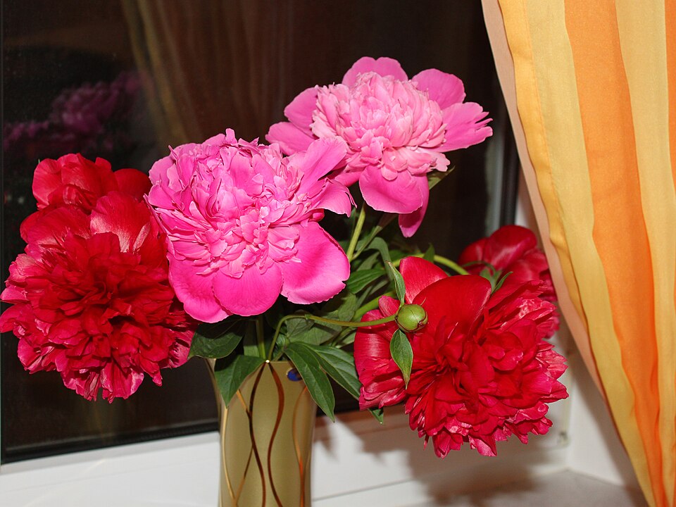 Peonies gathered in a window-side vase