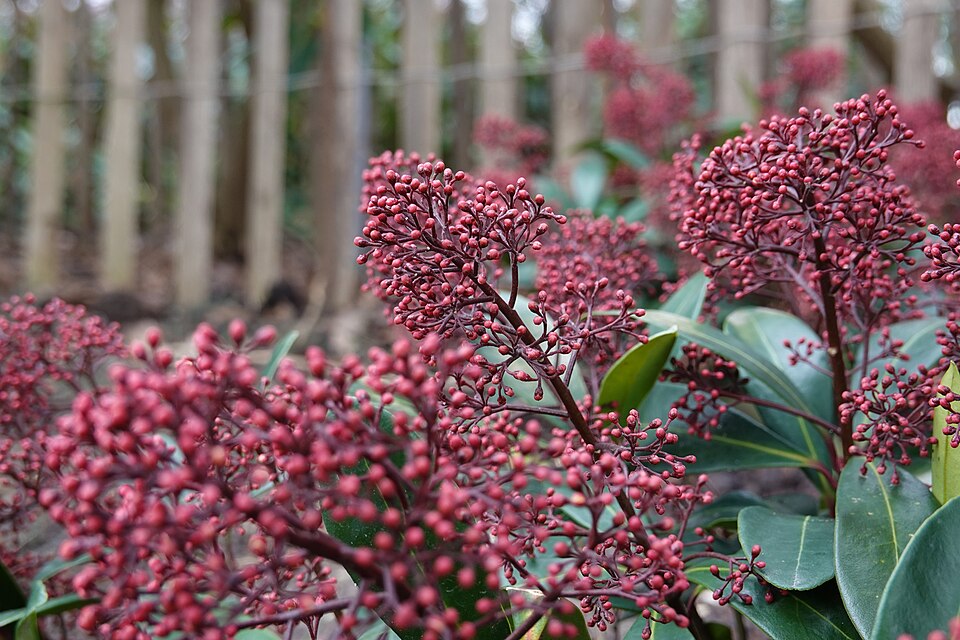 Skimmia japonica Rubella