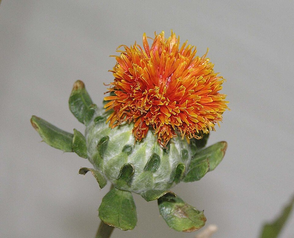 Carthamus — botanical study