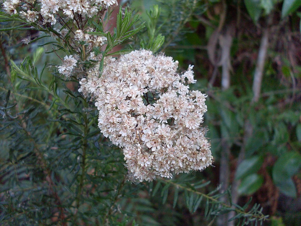 Rice flower