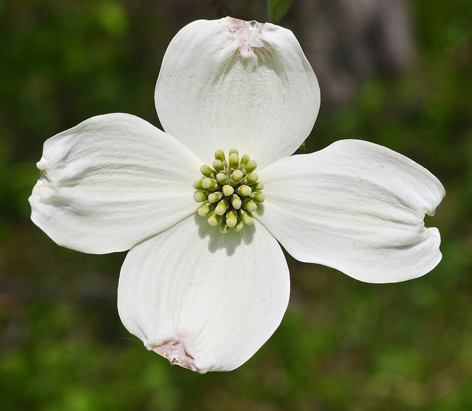 Flowering Dogwood Cornus florida Flower High DoF Cropped