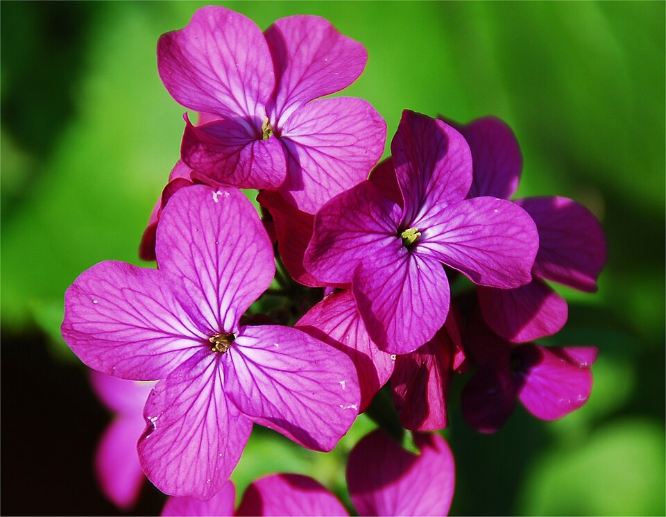 Lunaria annua detail