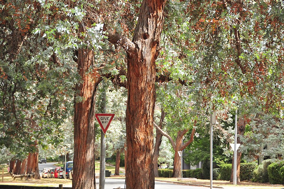 Eucalyptus cinerea street trees Henty St