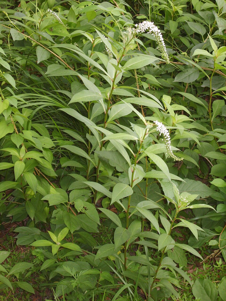 Lysimachia clethroides