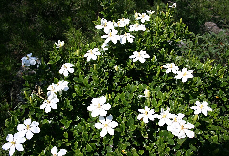Gardenia jasminoides in Mount Yagi