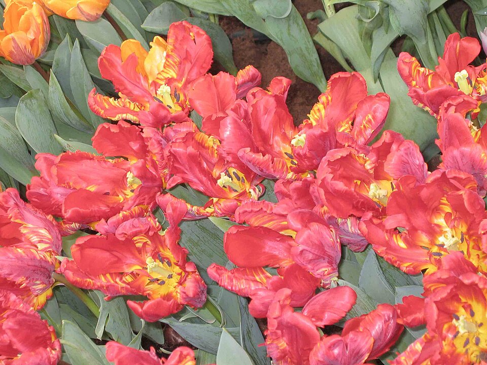 ‘Apricot Parrot’ tulip