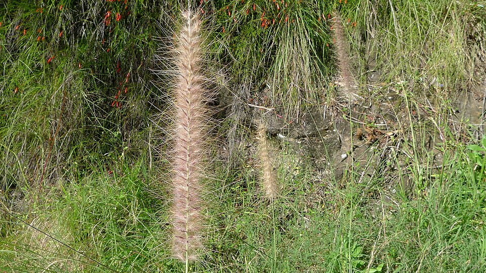 Fountain Grass inflorescence