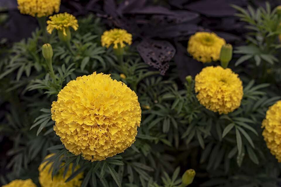 Inniswood - Tagetes erecta