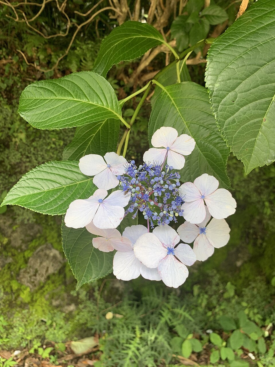 Hydrangea — botanical study