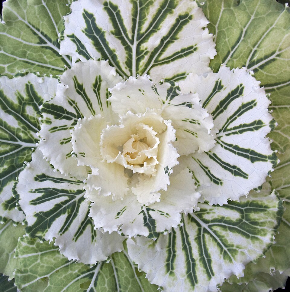Ornamental Cabbage