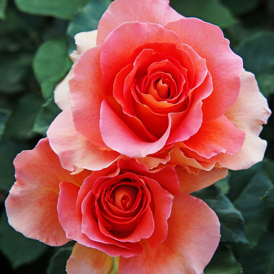 ‘Brass Band’ floribunda rose