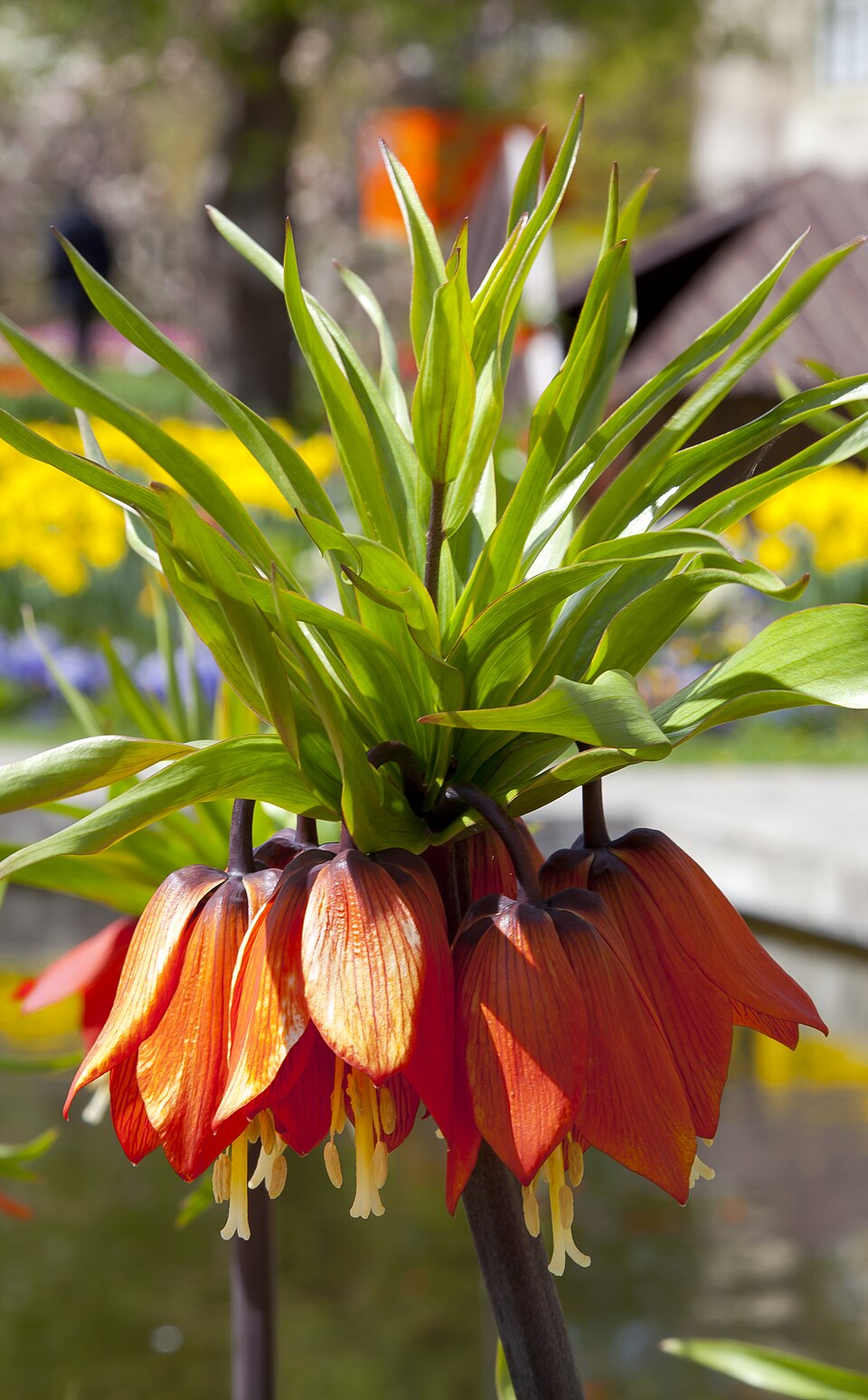 Crown Imperial — botanical study