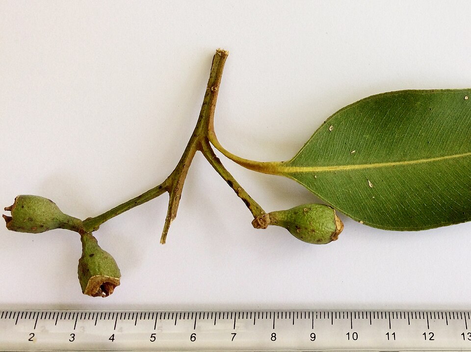 Eucalyptus robusta fruit capsules