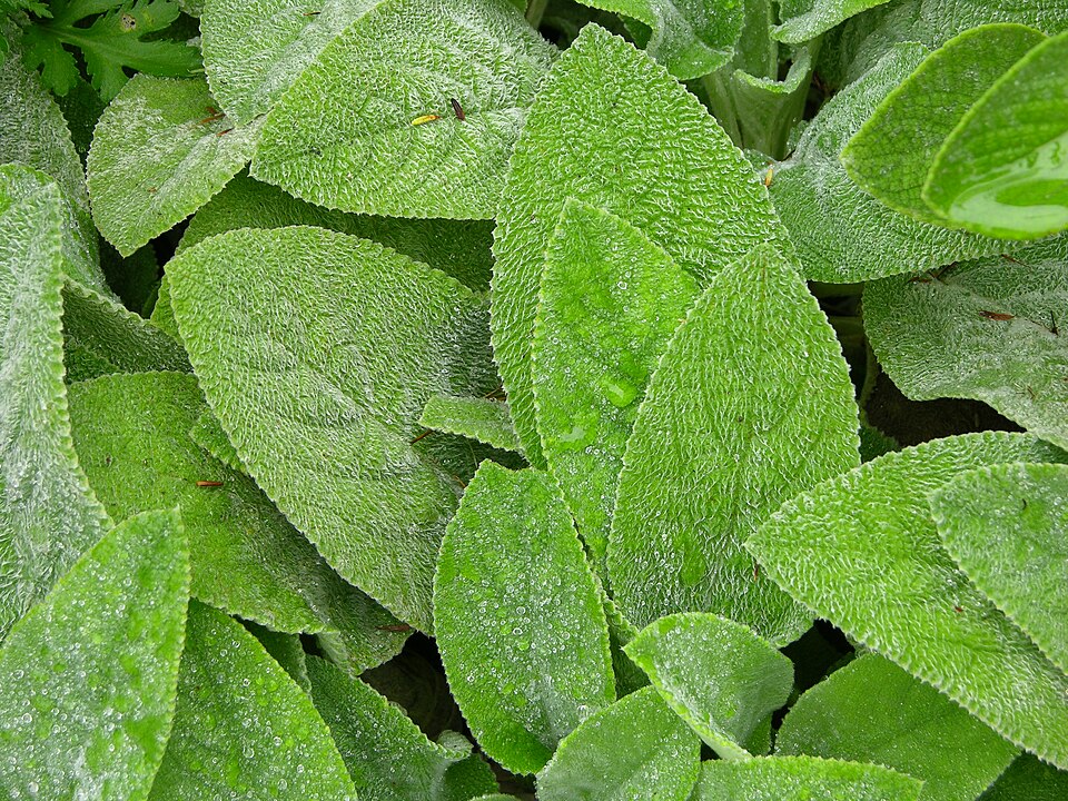 Lamb's Ear Stachys byzantina Leaves 3264px