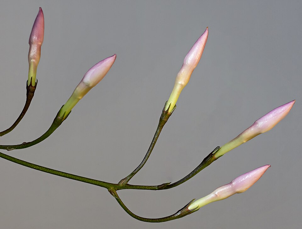 Jasmine Vine — botanical study