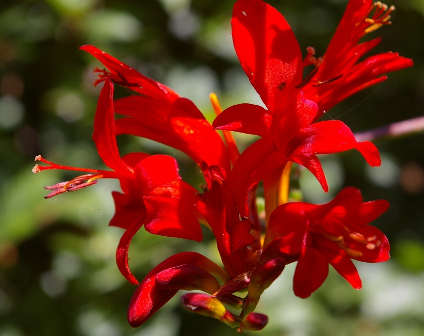 Crocosmia lucifer