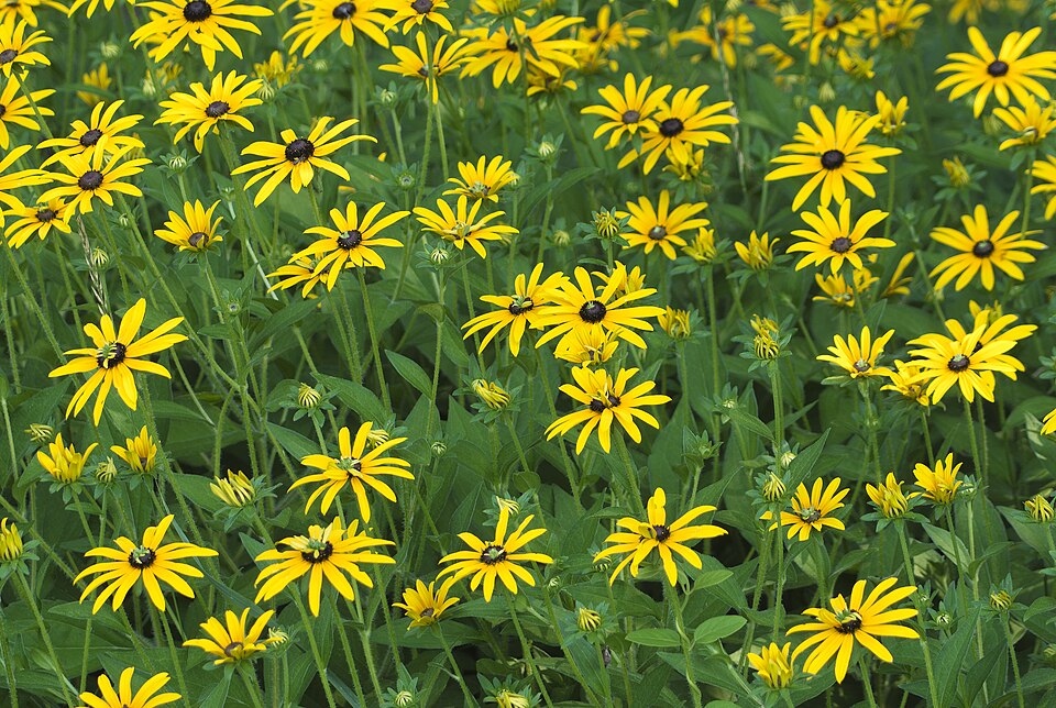 Black eyed susan dyke road