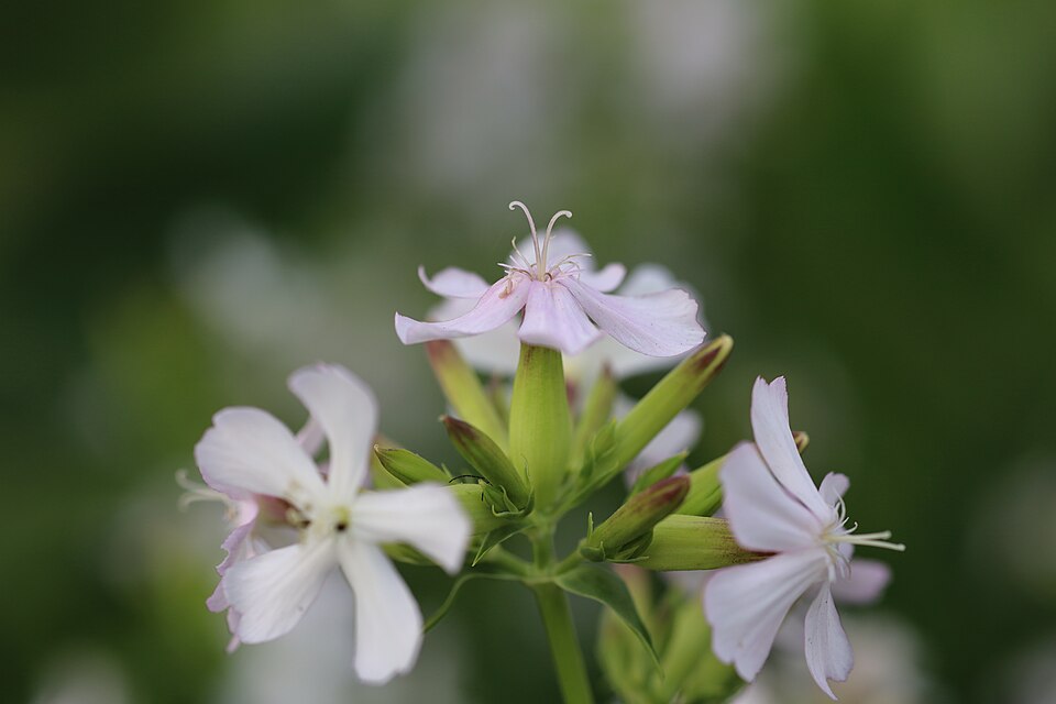 Saponaria officinalis