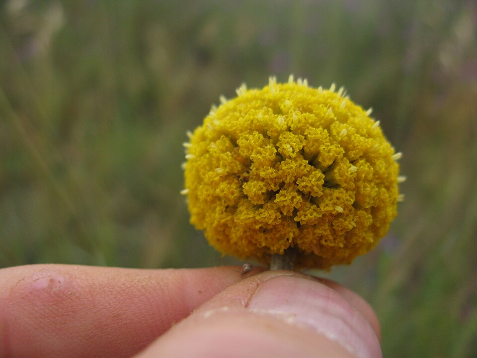 Pycnosorus globosus flowerhead3
