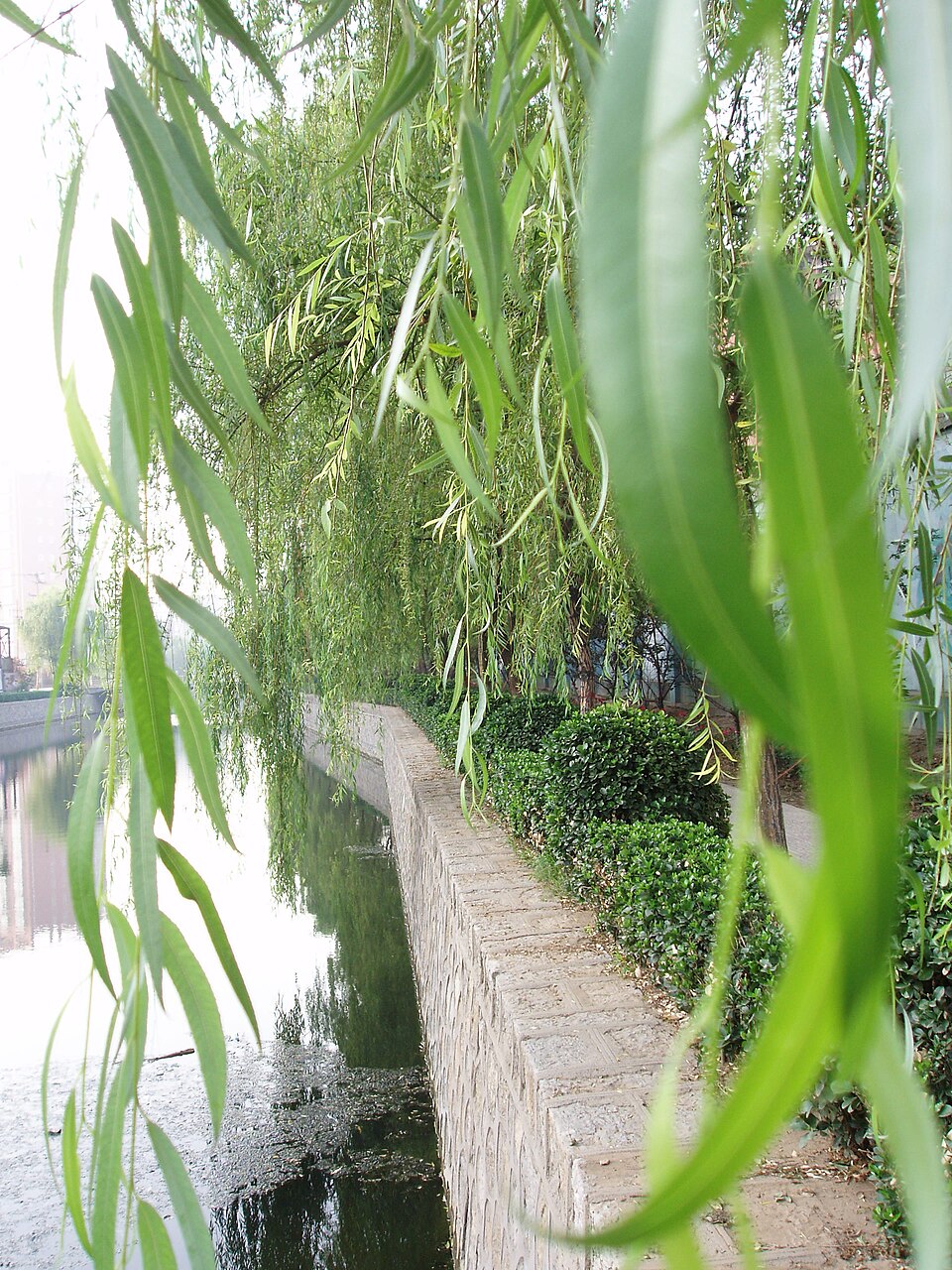 SalixBabylonicaLeaf