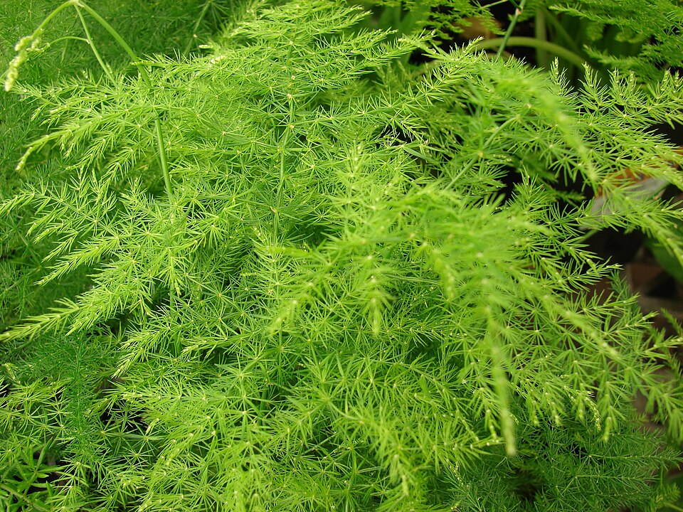Starr 080117-1771 Asparagus setaceus