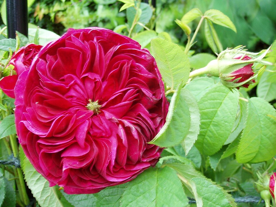 ‘Charles de Mills’ garden rose