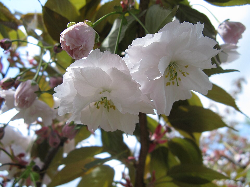 Prunus serrulata - flowers close-up