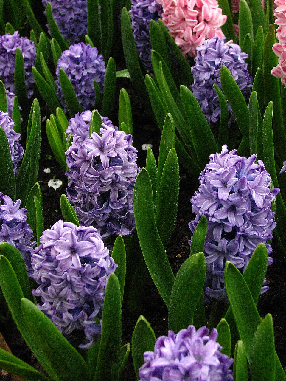 Hyacinthus orientalis (blue cultivar)