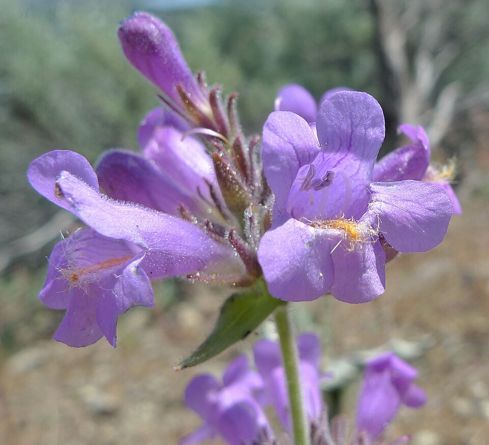 Penstemon eriantherus var. whitedii