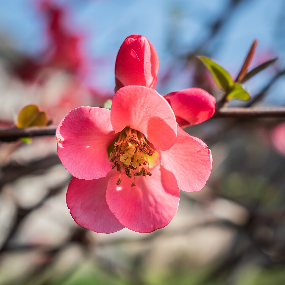 Chaenomeles speciosa in Aveyron