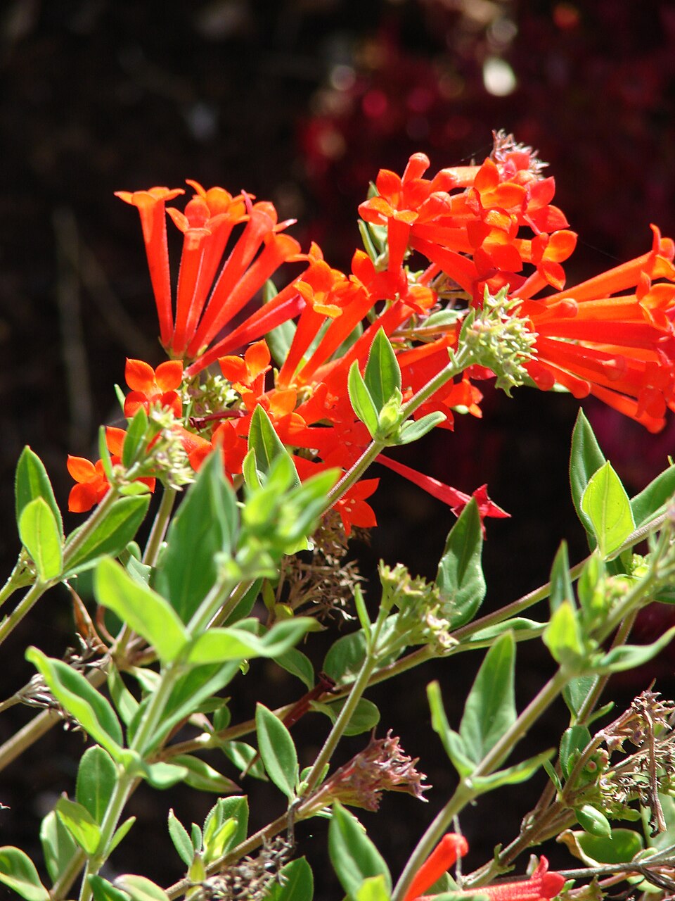 Starr 080716-9261 Bouvardia ternifolia