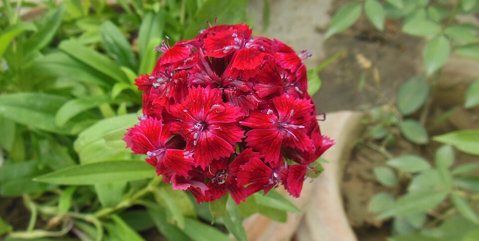 Sweet William-Dianthus barbatus