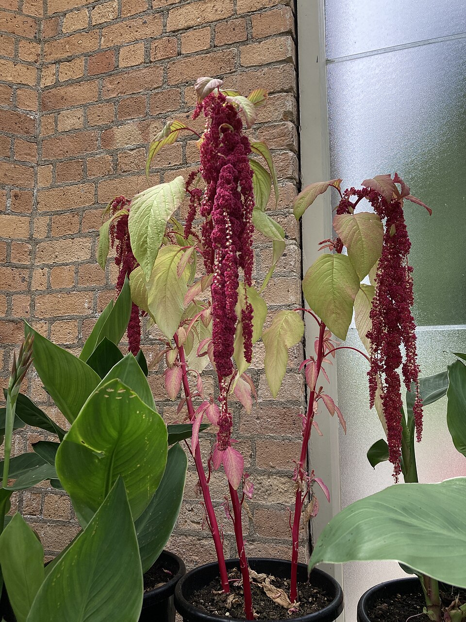 Amaranthus caudatus, Wintergardens, Auckland